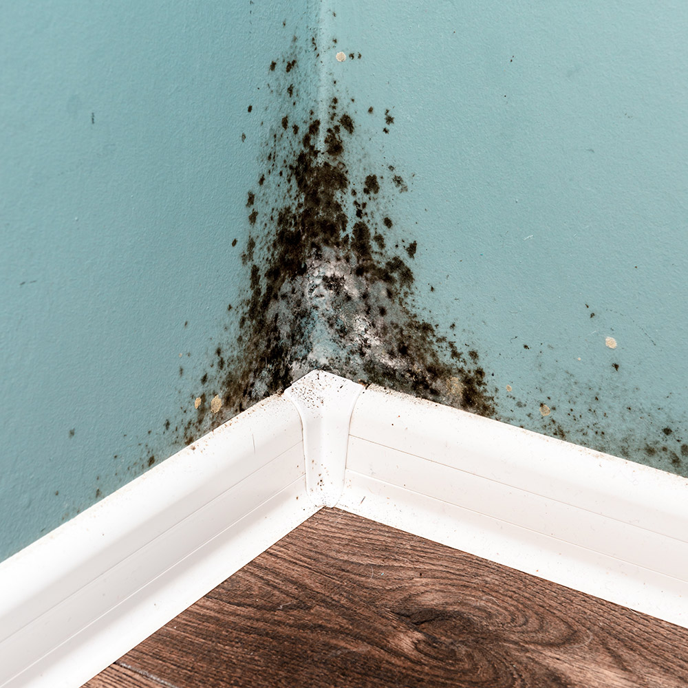 How to Identify and Eliminate Black Mold: A Guide for Property Owners